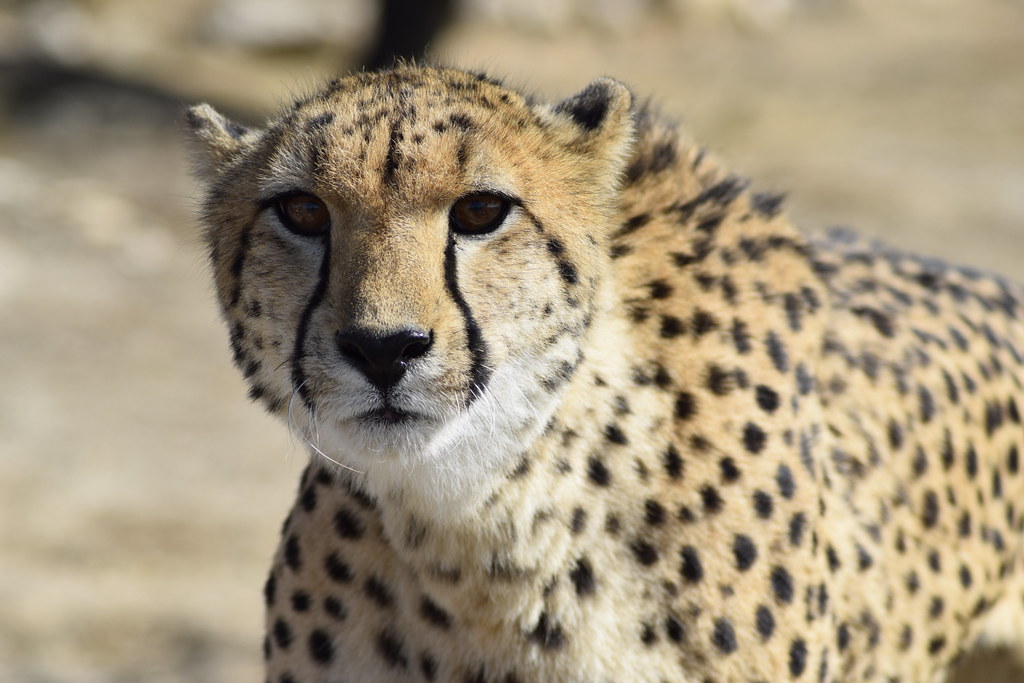 1. A velocidade impressionante do guepardo: um mergulho no mundo dos felinos super-rápidos